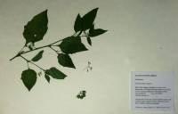 Solanum americanum image